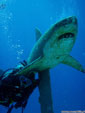Egipt - Hurghada • Nurkowanie 102 metry. Kurs Trimix Diver IANTD. Fotografia podwodna
