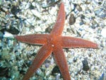 Norwegia - Bu. Fotografia podwodna